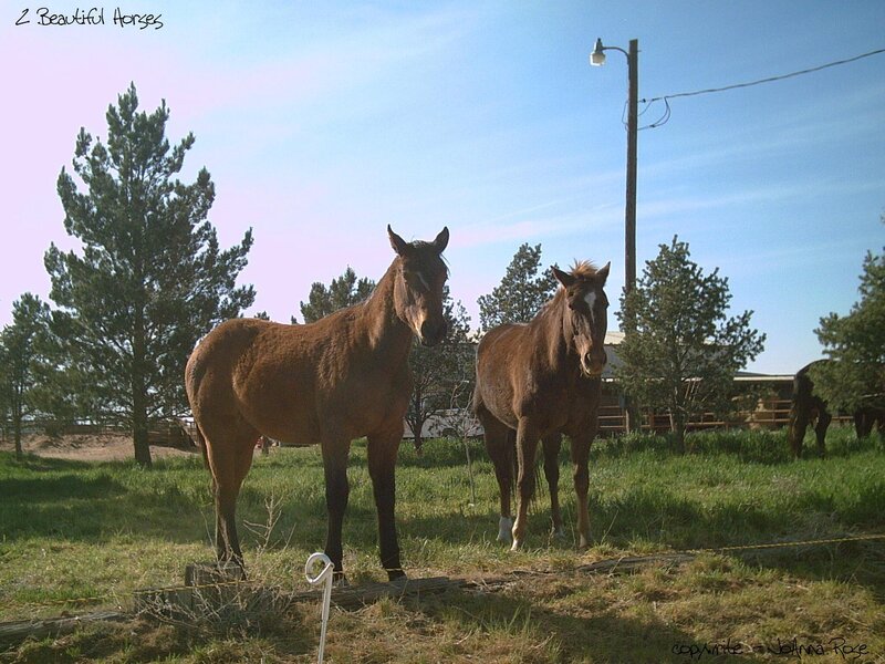 Two Brown Horses — Calm, Afternoon, Photograph, Trees