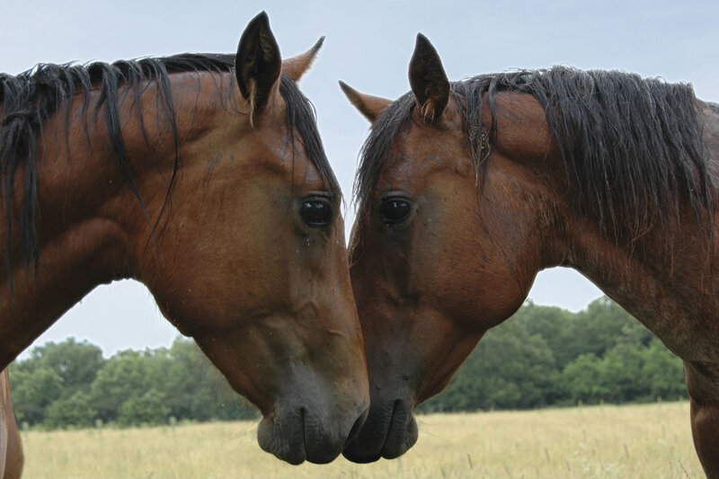 Two Brown Horses — Calm, Afternoon