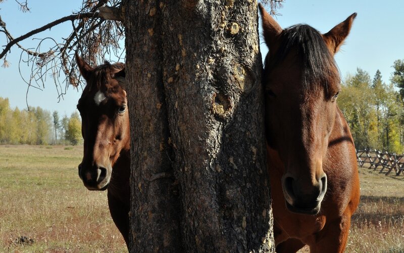 Two Brown Horses — Calm, Autumn