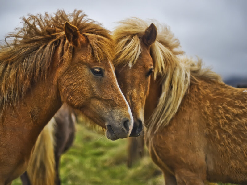Two Brown Horses — Calm, Photograph, Grass, Sky