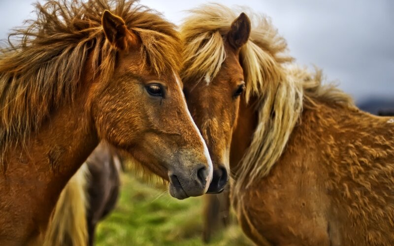 Two Brown Horses — Calm, Photograph, Grass