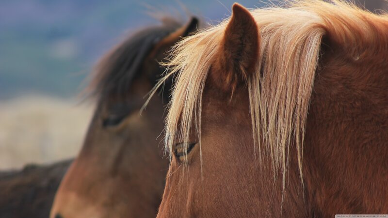 Two Brown Horses — Calm, Photograph, Mane, Ears