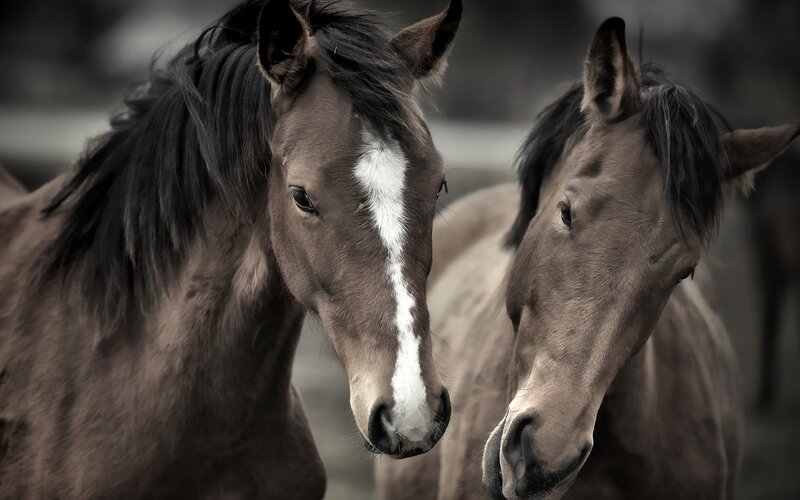 Two Brown Horses — Calm, Photograph, Mane