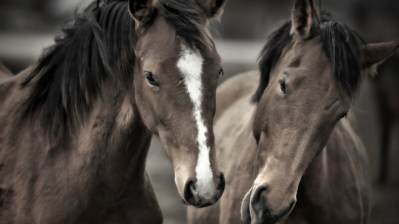 Two Brown Horses — Calm, Photograph, Mane, White Marking