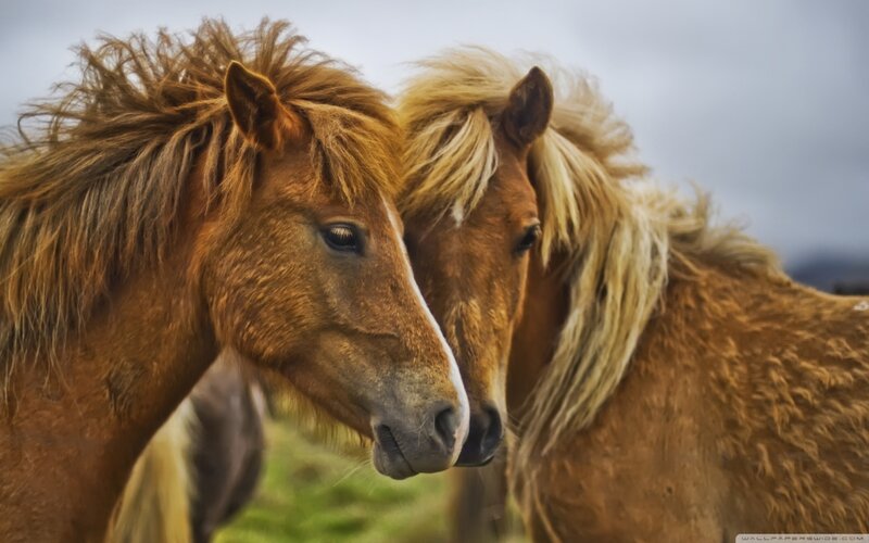 Two Brown Horses — Calm, Photograph, Sky