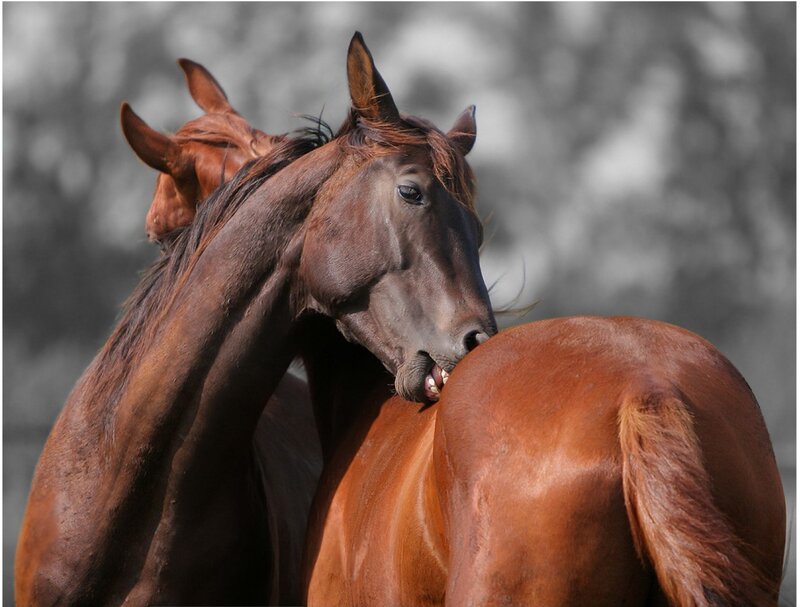Two Brown Horses — Calm, Photograph