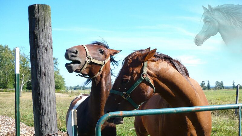 Two Brown Horses — Calm