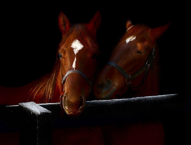 Two Brown Horses — Dramatic, Night