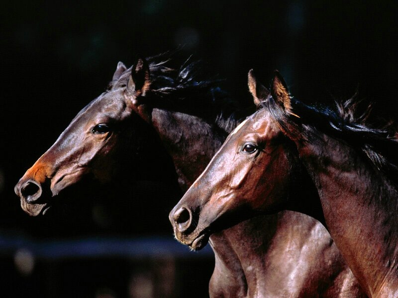 Two Brown Horses — Dramatic, Photograph, Dark Background