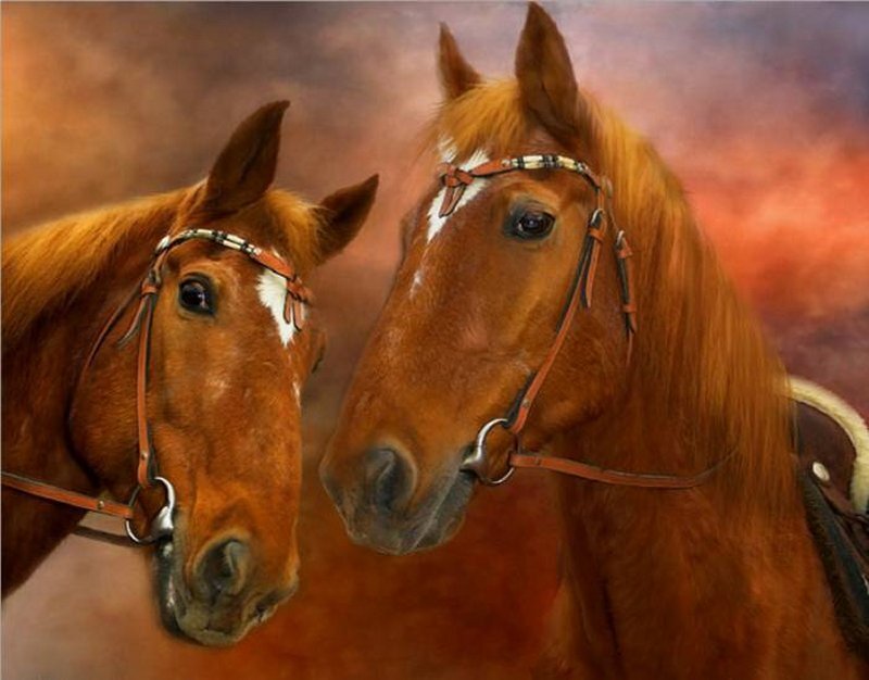 Two Brown Horses — Dramatic, Sunset