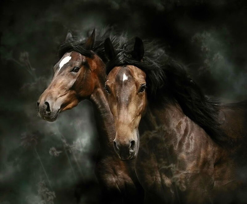 Two Brown Horses — Dramatic