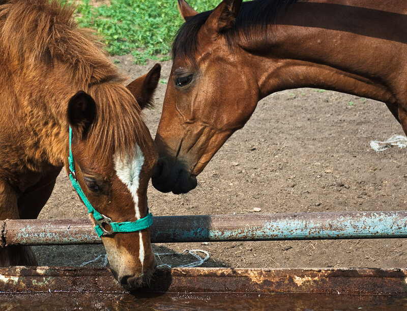 Two Brown Horses Drinking