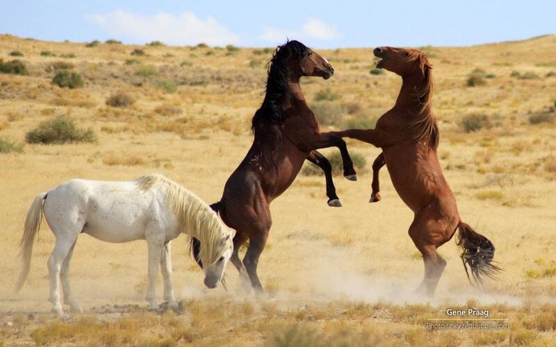 Two Brown Horses Fighting — Dynamic, Afternoon