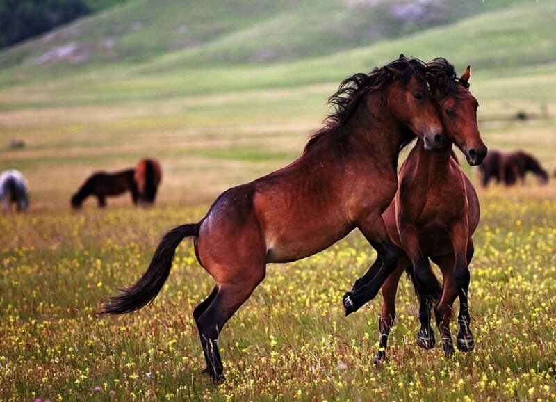 Two Brown Horses Fighting — Dynamic