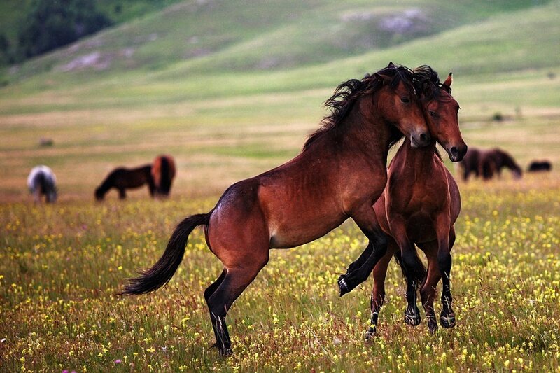 Two Brown Horses Fighting