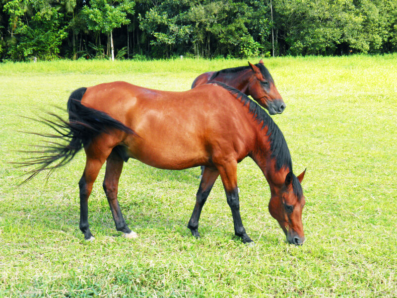 Two Brown Horses Grazing — Calm