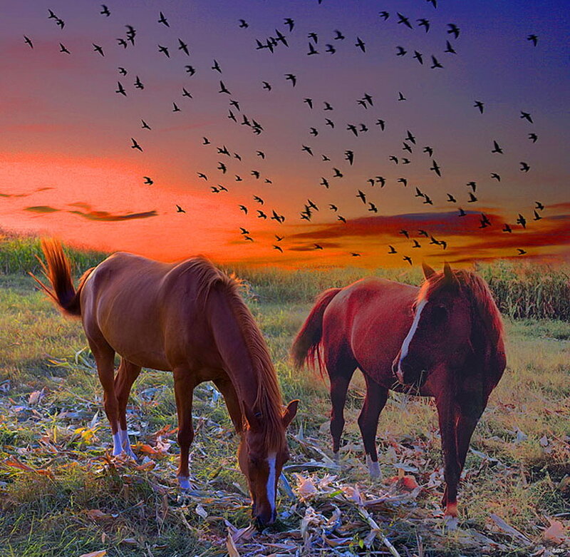 Two Brown Horses Grazing — Orange