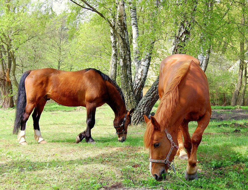 Two Brown Horses Grazing — Serene