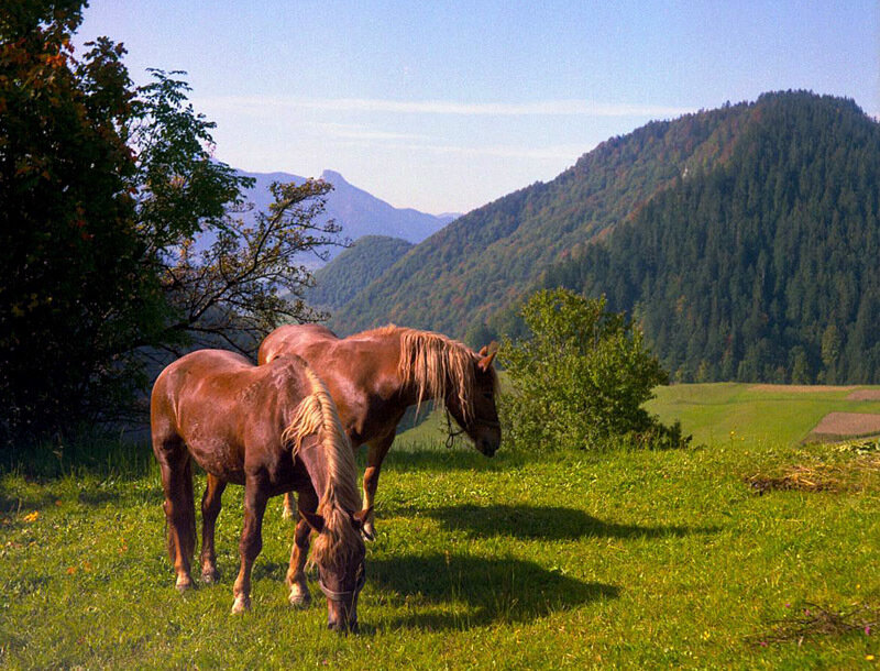 Two Brown Horses Grazing