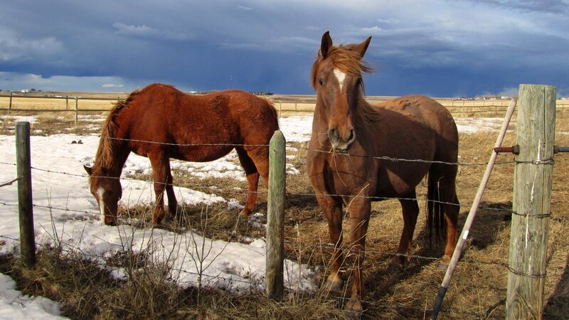 Two Brown Horses in Field — Dramatic