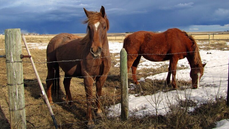 Two Brown Horses in Field — Dramatic, Winter, Photograph, Fence, Snow, Sky