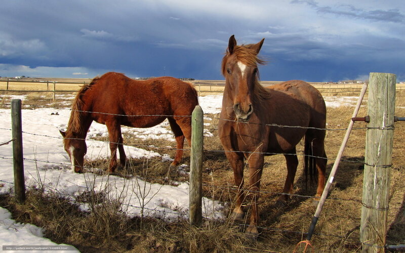 Two Brown Horses in Field — Dramatic, Winter