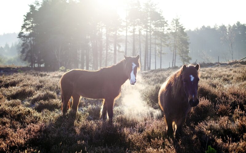 Two Brown Horses in Field — Serene, Morning