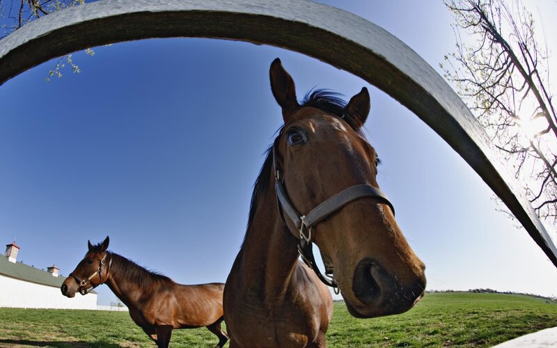 Two Brown Horses in Field — Serene, Spring