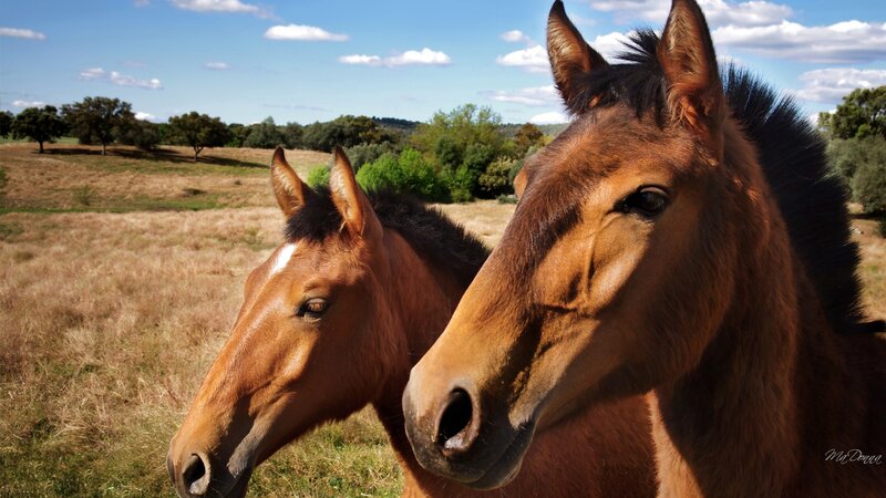 Two Brown Horses in Field — Serene