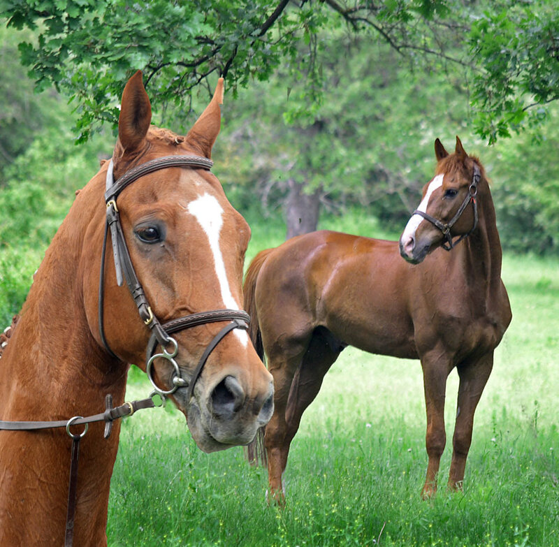 Two Brown Horses in Field