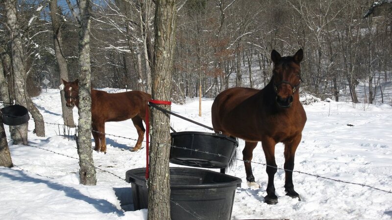 Two Brown Horses in Snow