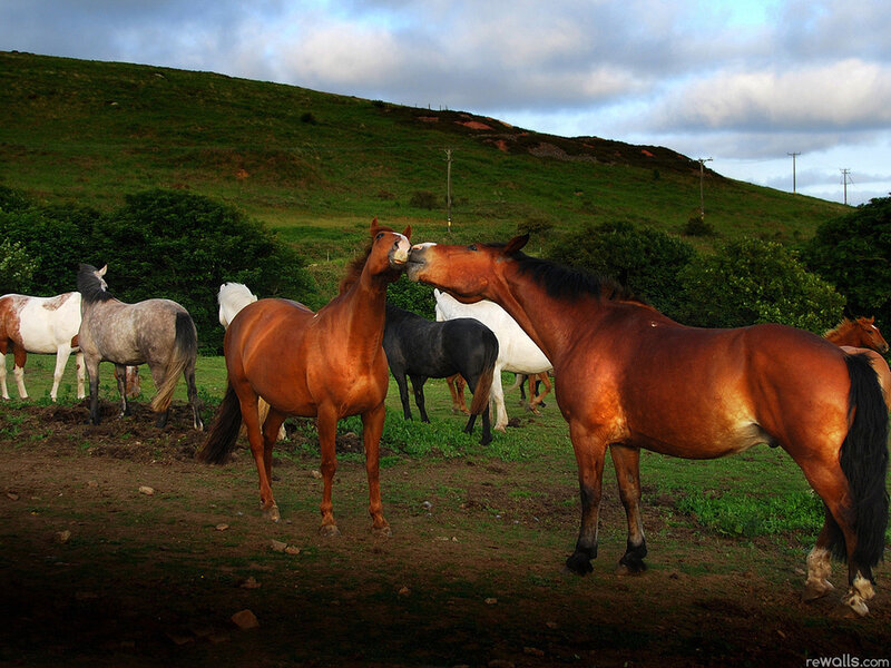 Two Brown Horses Interacting