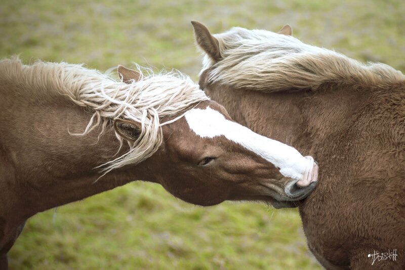 Two Brown Horses Nuzzling — Calm