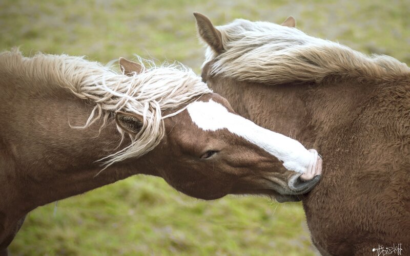 Two Brown Horses Nuzzling