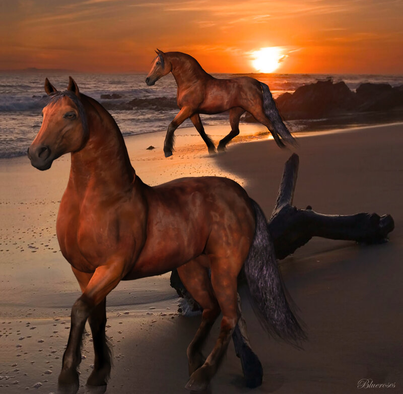 Two Brown Horses on Beach — Serene