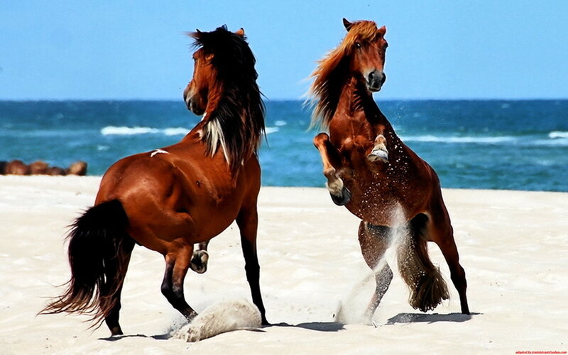 Two Brown Horses on Beach