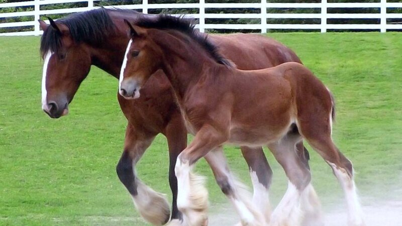 Two Brown Horses Running — Active, Afternoon, Photograph