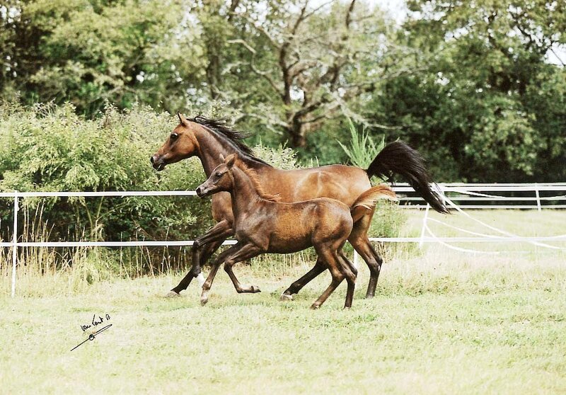 Two Brown Horses Running — Active, Afternoon
