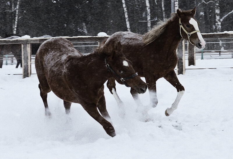 Two Brown Horses Running — Active