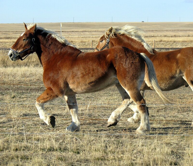 Two Brown Horses Running — Calm