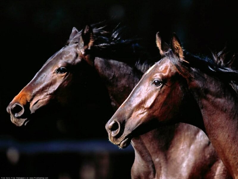 Two Brown Horses Running — Dramatic, Photograph