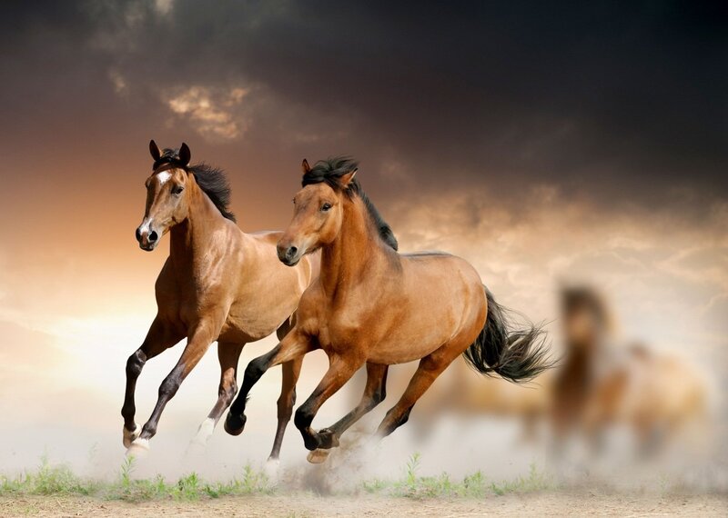 Two Brown Horses Running — Dramatic, Sunset, Photograph