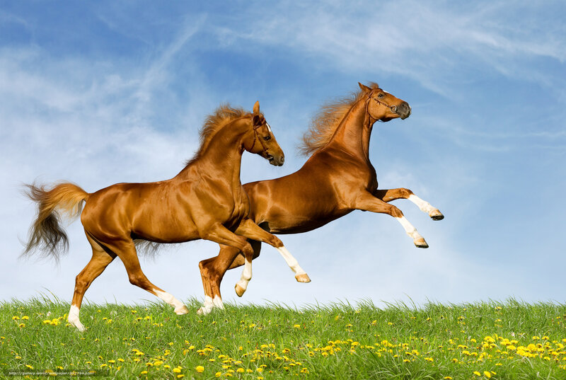 Two Brown Horses Running — Dynamic, Afternoon, Photograph, Grass, Flowers