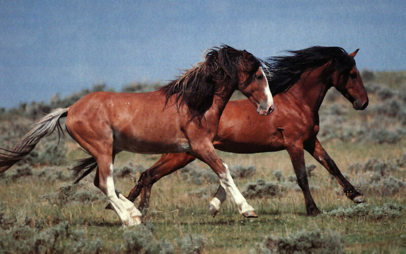 Two Brown Horses Running — Dynamic, Afternoon, Photograph