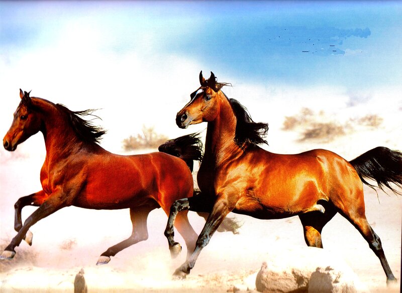 Two Brown Horses Running — Dynamic, Photograph, Dust