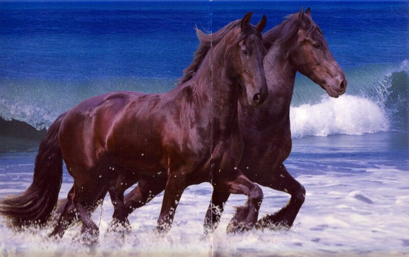 Two Brown Horses Running — Dynamic, Photograph