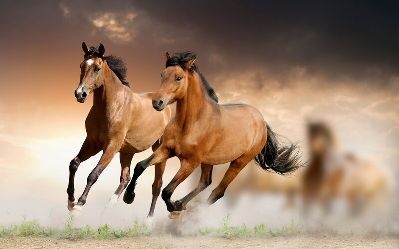 Two Brown Horses Running — Dynamic, Sunset, Photograph, Dust, Sky, Grass