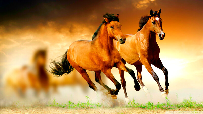 Two Brown Horses Running — Dynamic, Sunset, Photograph, Dust, Sky