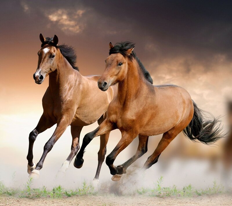 Two Brown Horses Running — Dynamic, Sunset, Photograph, Dust