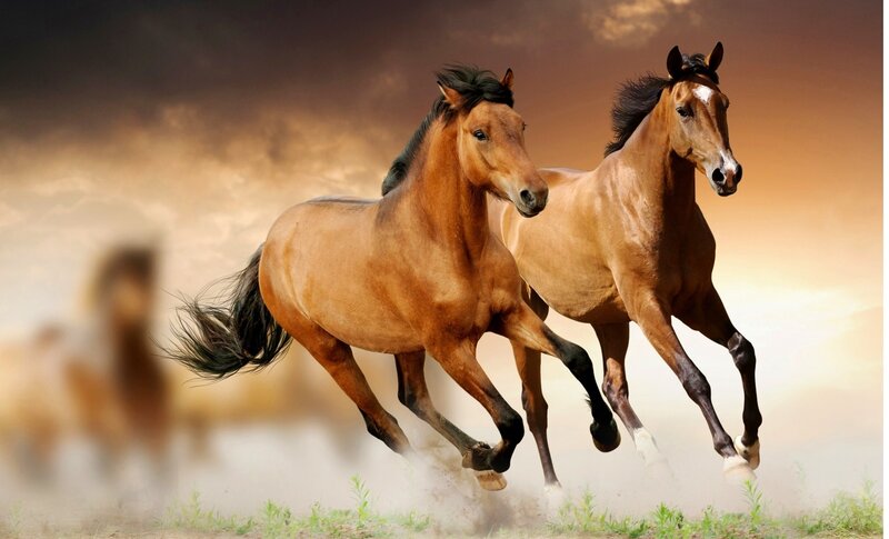 Two Brown Horses Running — Dynamic, Sunset, Photograph